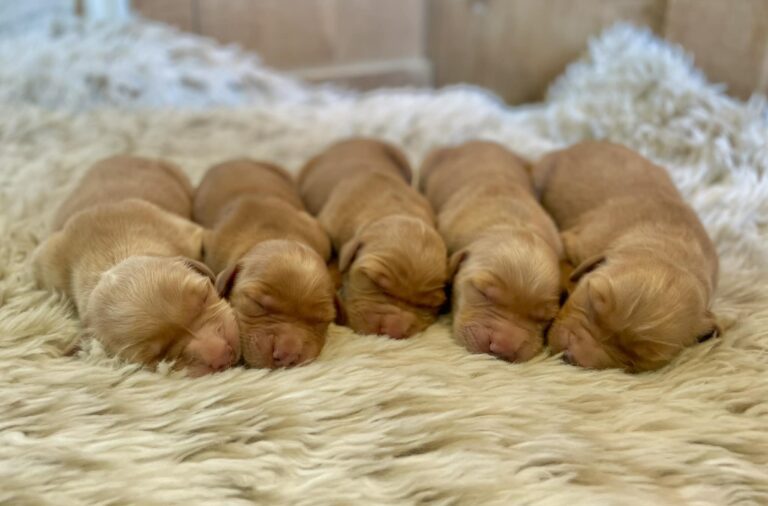 Red Golden Retriever Puppies sleeping on carpet