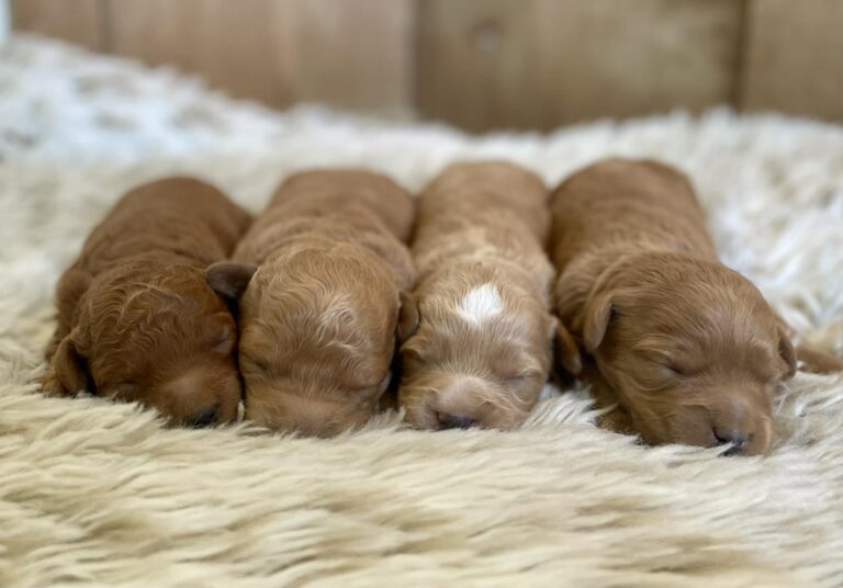 F1b Mini Goldendoodle Puppies sleeping together on a fluffy bed