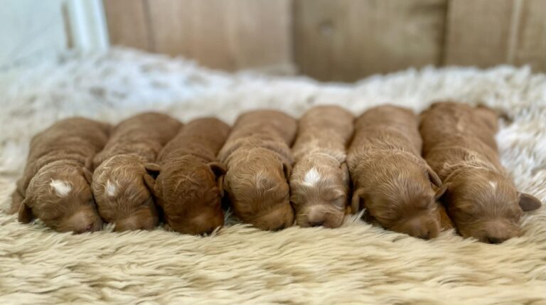 Mini Goldendoodle Puppies for sale near me