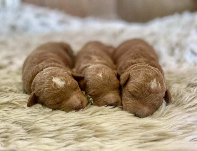 F1b Mini Small Goldendoodle puppies on blanket