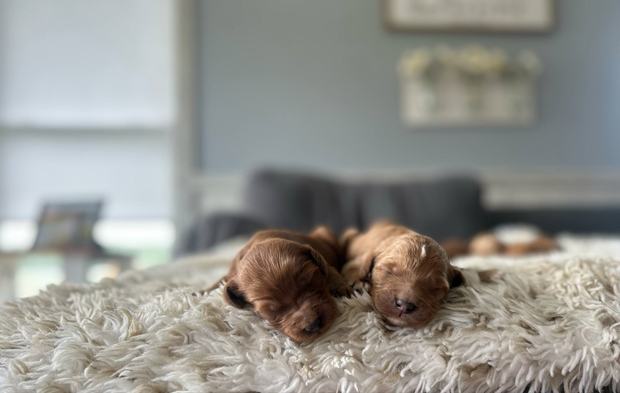 Golden Retriever Puppies in Kentucky