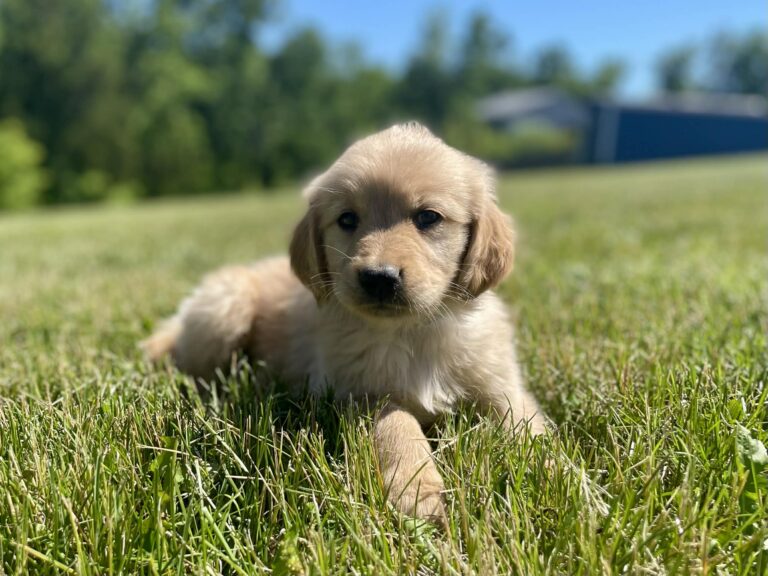 golden retriever puppies for sale