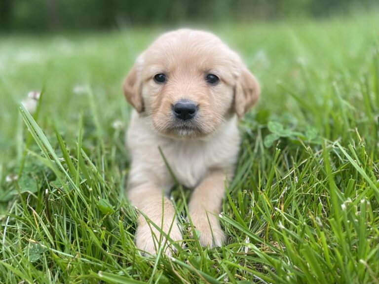 golden retriever puppies for sale