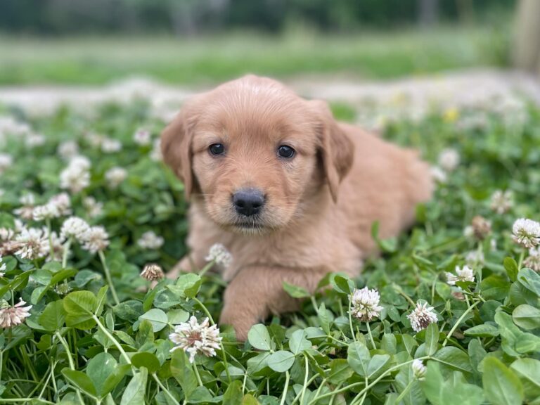 golden retriever puppy laying in clover