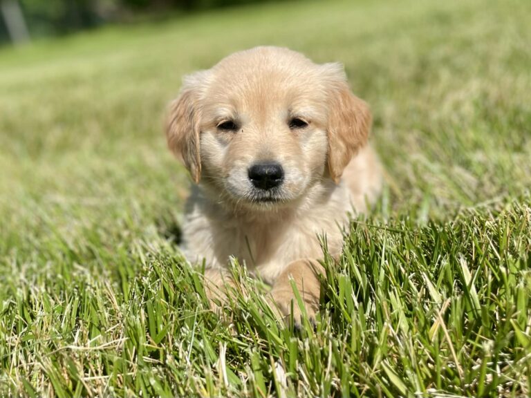 golden retriever puppy laying in the grass