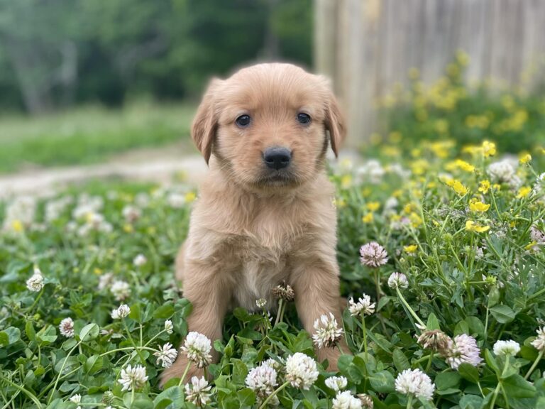 golden retriever sitting in clover