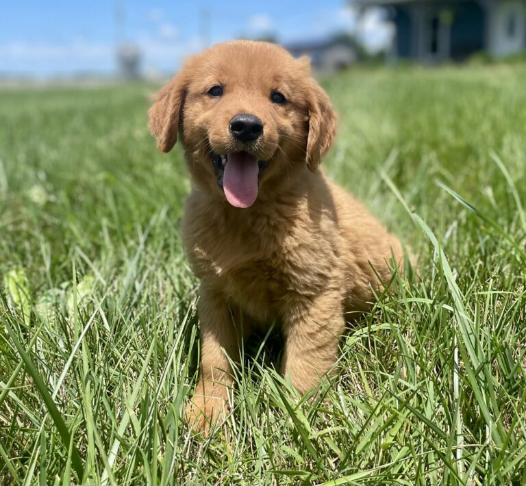 red golden retriever puppy