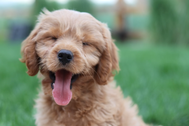 Beach Days, and a Mini Goldendoodle