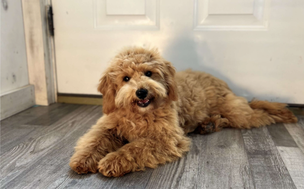 F1 Goldendoodles