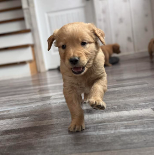 Small Goldendoodle
