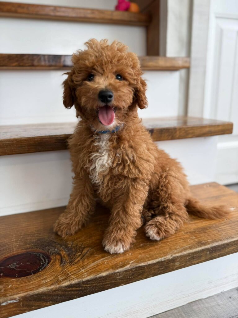 Mini Goldendoodle puppies for sale near louisville