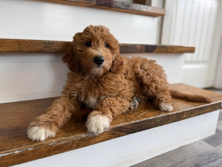 Mini Goldendoodle puppy for sale near lexington