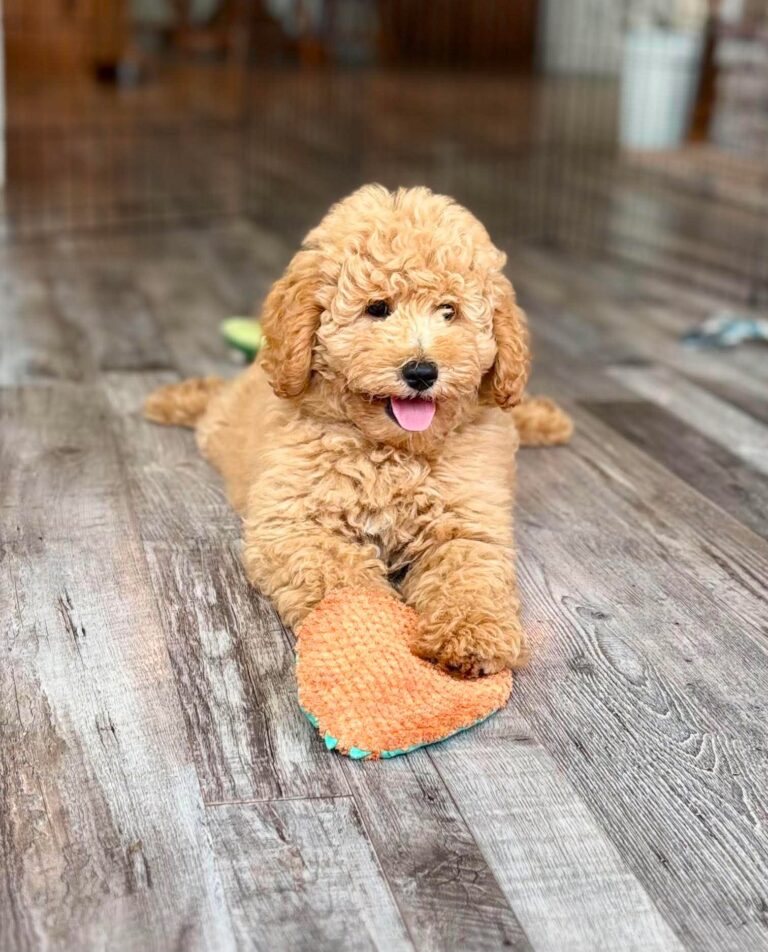 Mini Goldendoodle Puppy laying on the floor in the house
