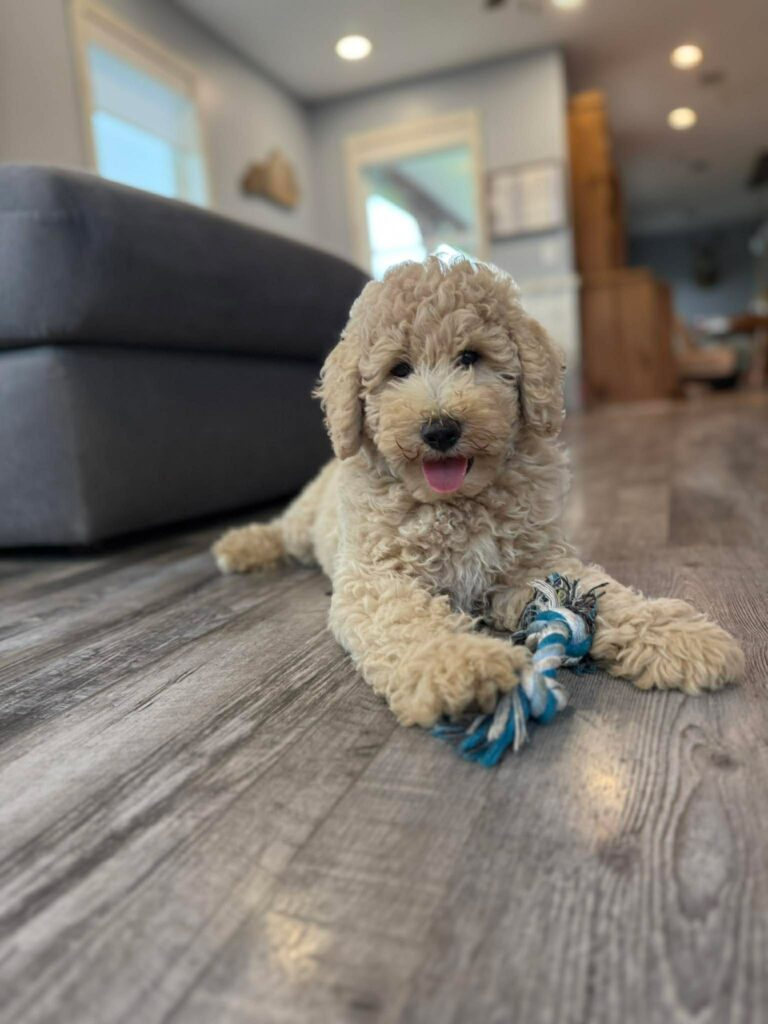 white mini goldendoodle puppy for sale