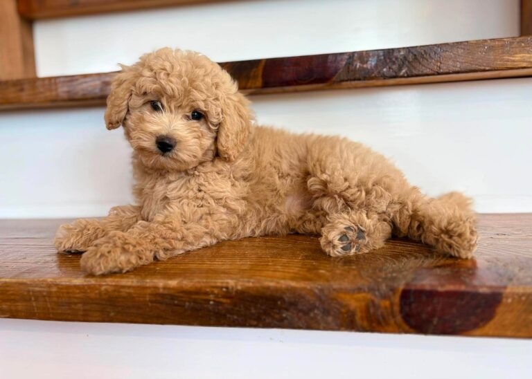 Mini Goldendoodle puppy for sale in louisville area