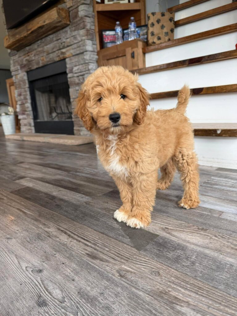 Mini Goldendoodle puppies for sale near lexington