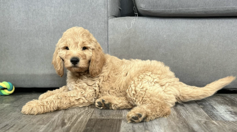 Goldendoodle on a Road Trip