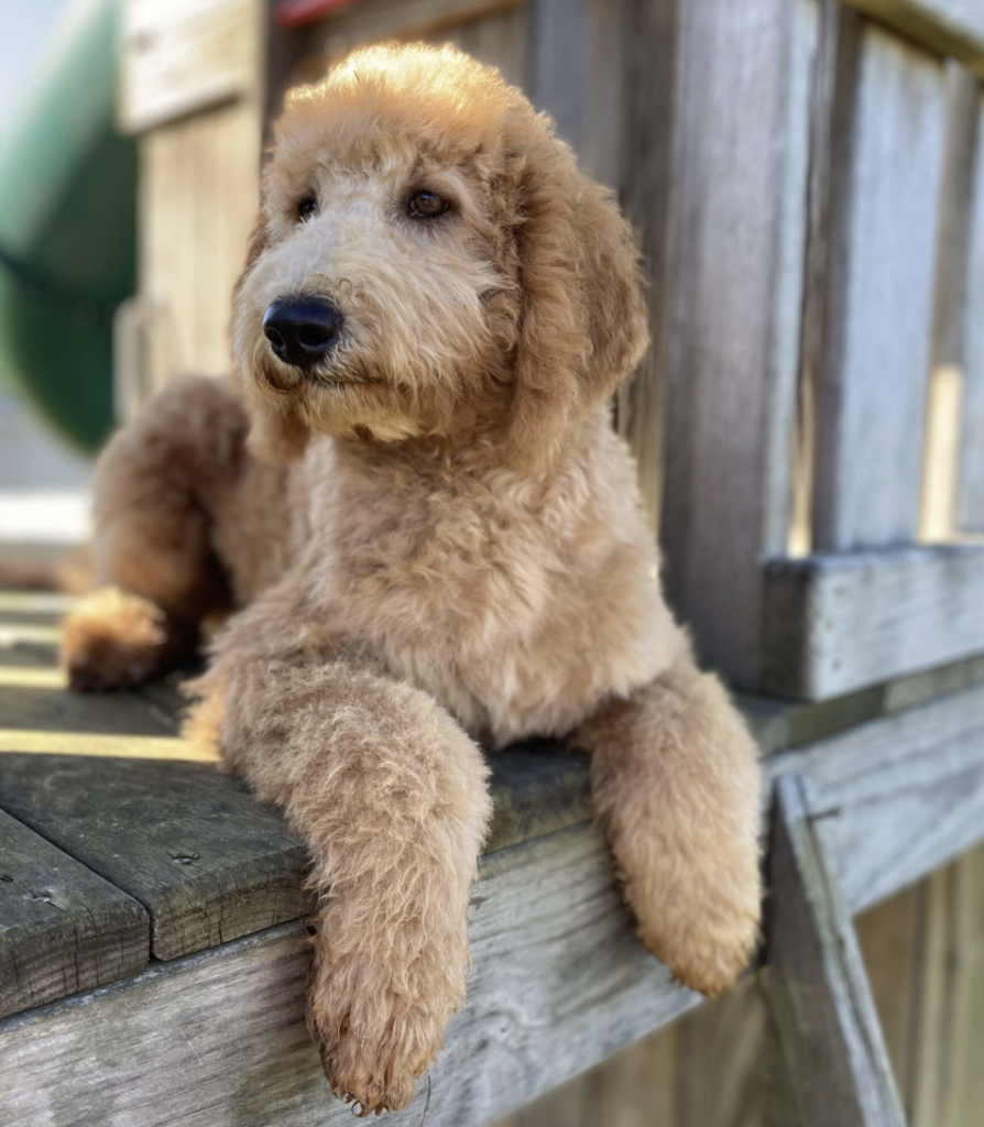 small goldendoodle