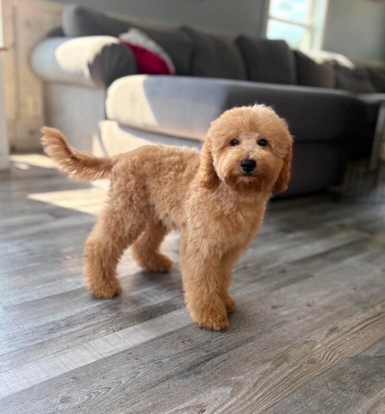 F1b Mini Goldendoodle Puppy for sale