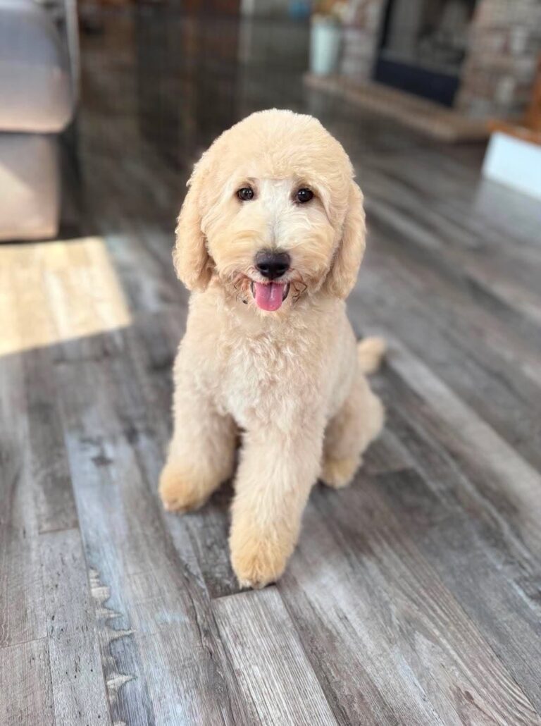 White Mini Goldendoodle puppies for sale