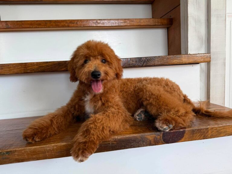 Small Mini Goldendoodle puppies for sale