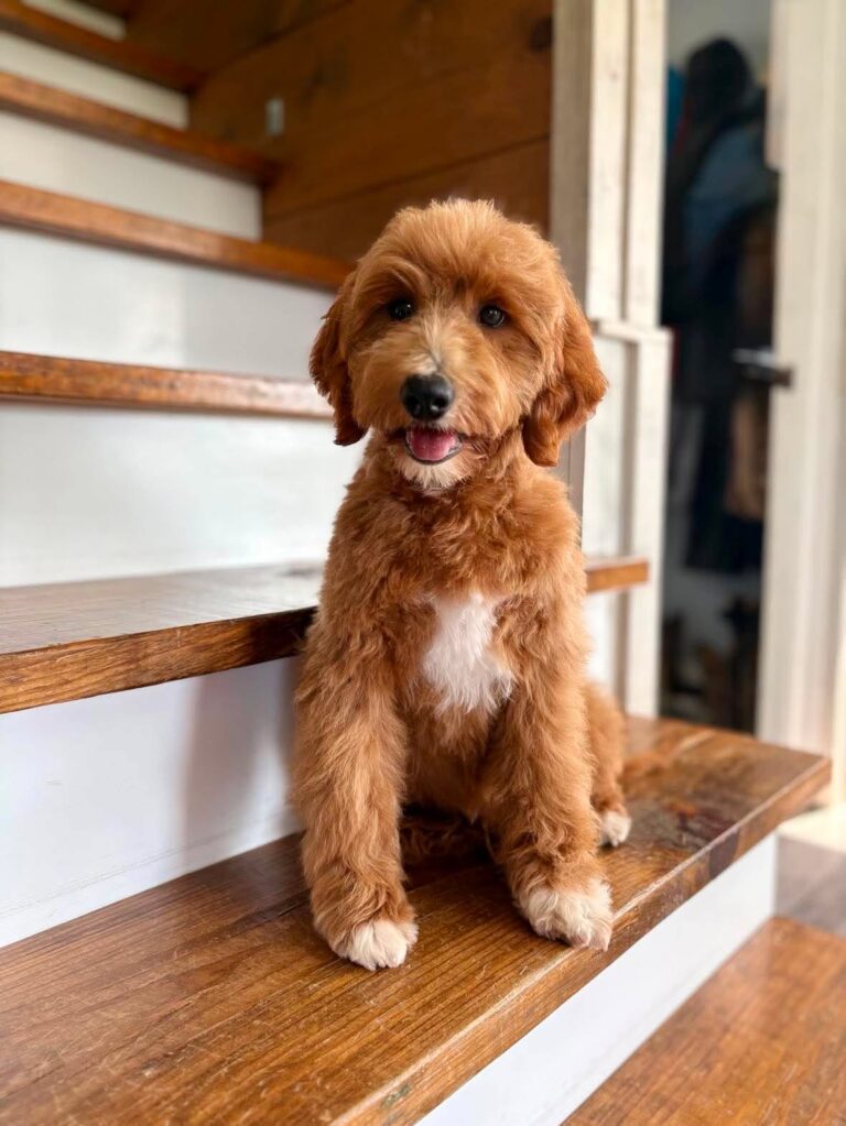 Mini Goldendoodles for sale in lousville