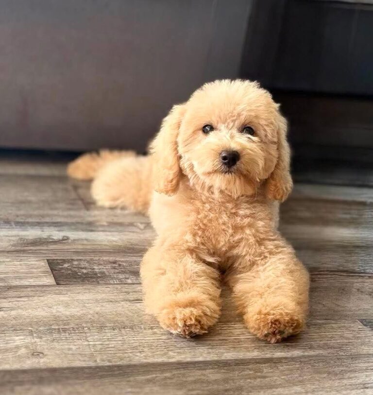 Cream goldendoodle puppies for sale
