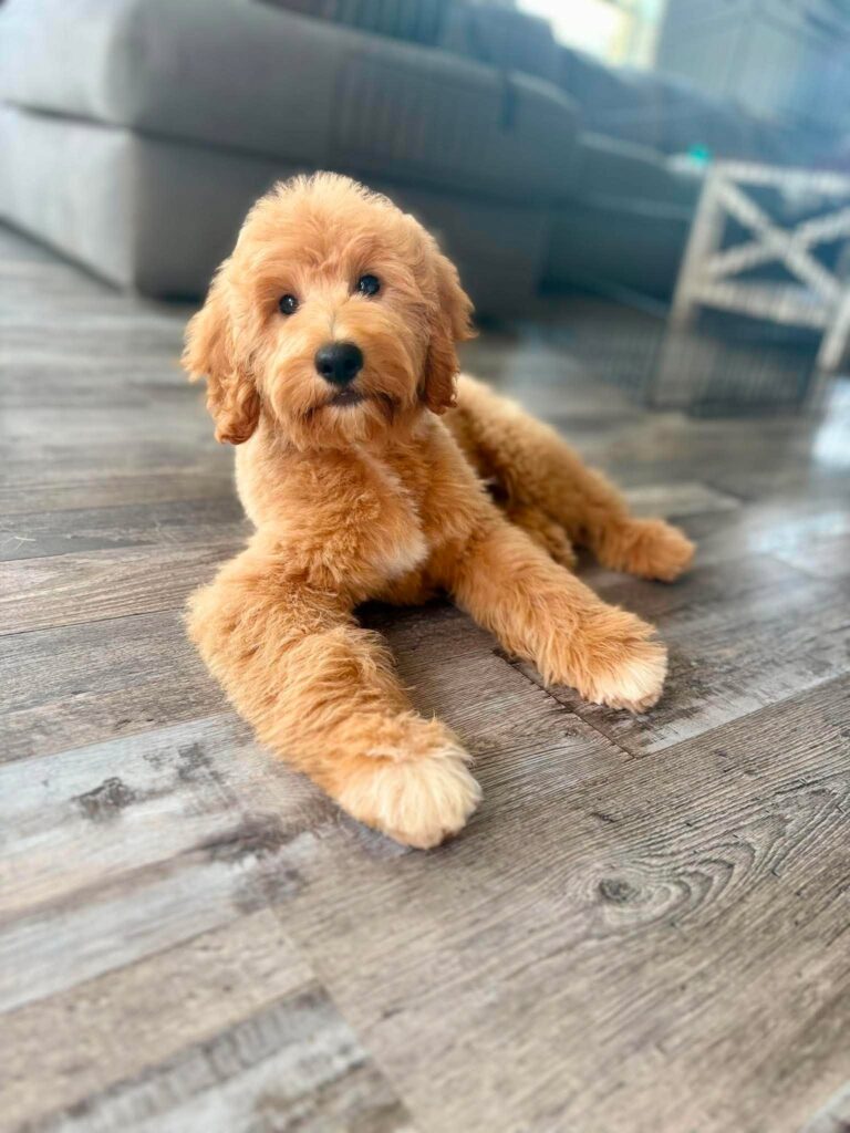 fluffy mini goldendoodle puppy