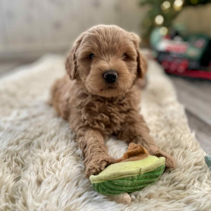 Crate Training an F1b Mini