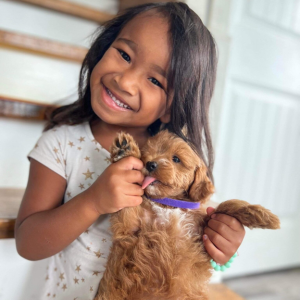Goldendoodle with a Poodle