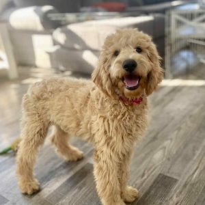 Goldendoodles for sale