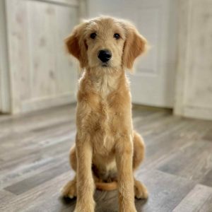 Goldendoodles near me