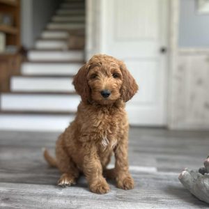 pollygreenfemalestandardgoldendoodle